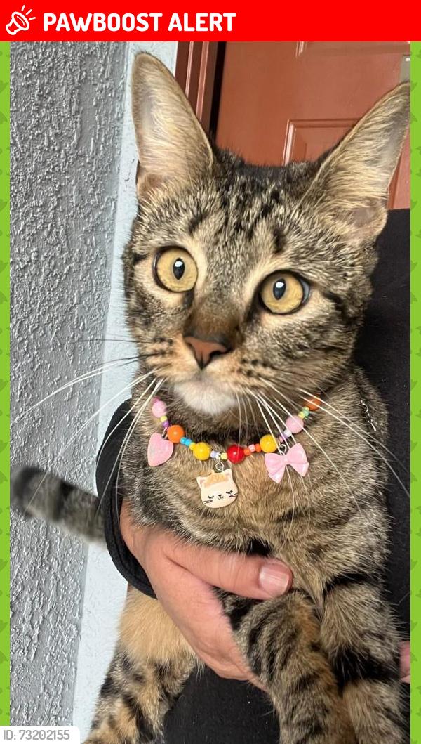 Lost Female Cat last seen Savannah apmts, West Sacramento, CA 95691