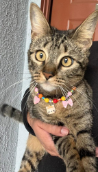 Lost Female Cat last seen Savannah apmts, West Sacramento, CA 95691
