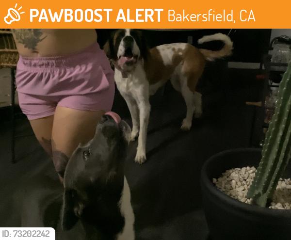 Found/Stray Unknown Dog last seen North meadows park, Bakersfield, CA 93308