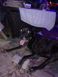 Found/Stray Male Dog last seen Alder and 21st, Hillsboro, OR 97123