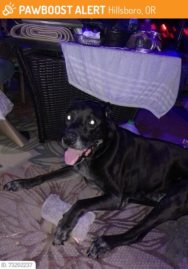 Found/Stray Male Dog last seen Alder and 21st, Hillsboro, OR 97123
