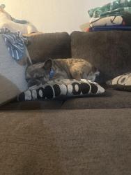 Reunited Male Dog last seen Grande ronde st, Kennewick, WA 99336
