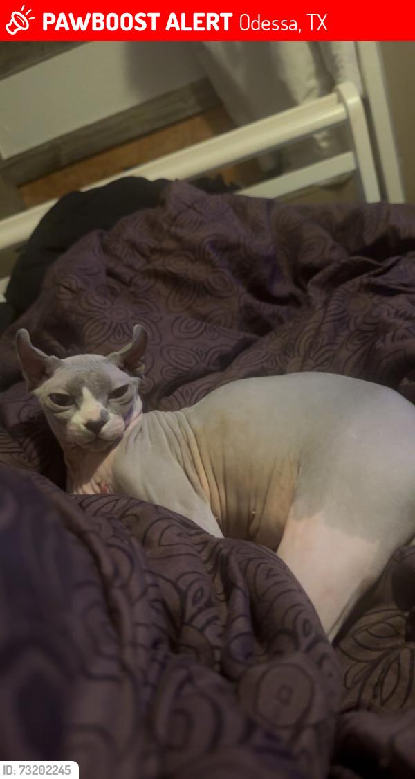 Lost Female Cat last seen Odessa college, Odessa, TX 79764