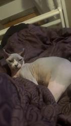 Lost Female Cat last seen Odessa college, Odessa, TX 79764