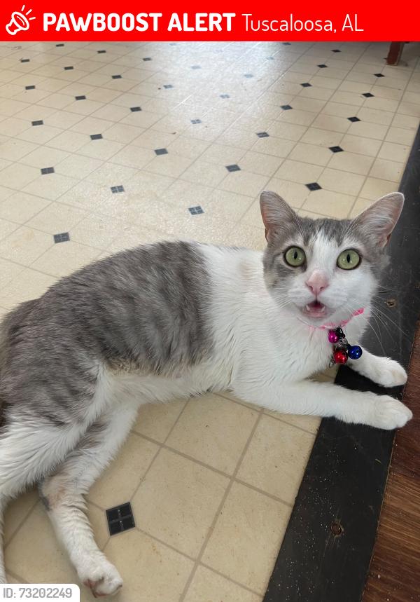 Lost Female Cat last seen DMV Walmart skyland, Tuscaloosa, AL 35406