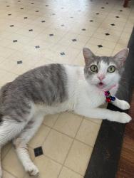 Lost Female Cat last seen DMV Walmart skyland, Tuscaloosa, AL 35406