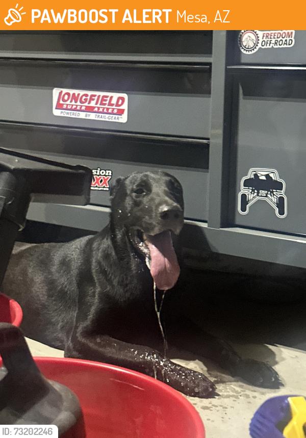 Found/Stray Male Dog last seen Crismon and Baseline, Mesa, AZ 85209