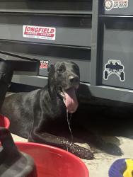 Found/Stray Male Dog last seen Crismon and Baseline, Mesa, AZ 85209