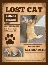 Lost Male Cat last seen Near apartamento, San Jose, CA 95136