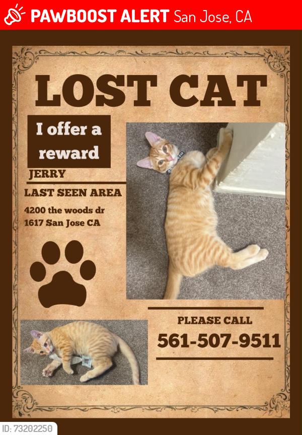 Lost Male Cat last seen Near apartamento, San Jose, CA 95136