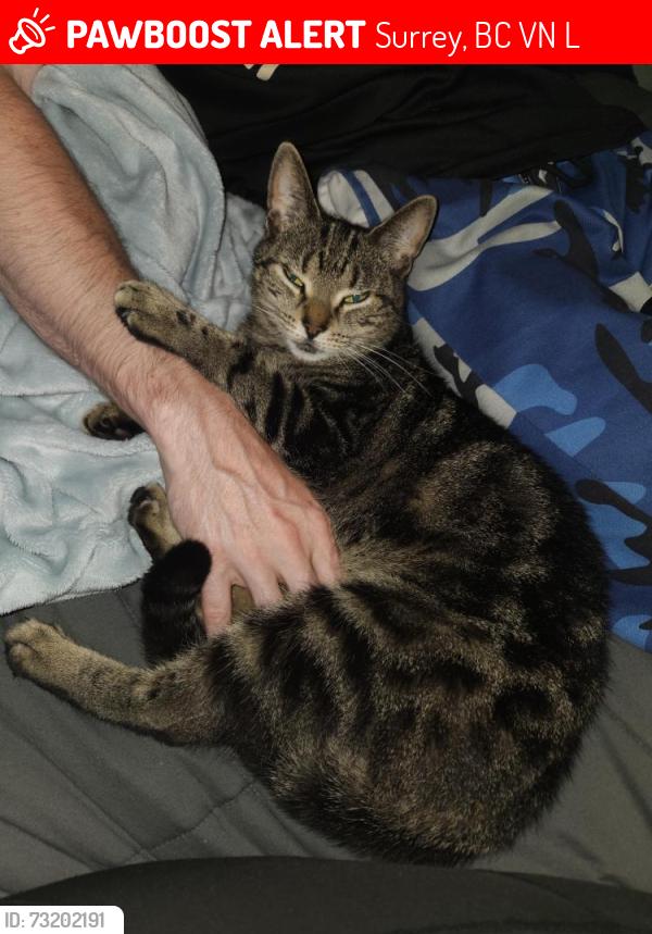 Lost Female Cat last seen Near St., Surrey, BC V4N 4L2