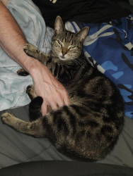 Lost Female Cat last seen Near St., Surrey, BC V4N 4L2