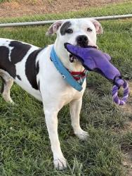 Shelter Stray Male Dog last seen ALLEY BEHIND 4031 S 3RD ST, 3528 Newburg Rd, Louisville, KY 40218, USA