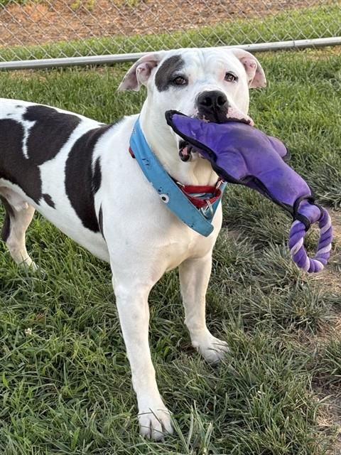Shelter Stray Male Dog last seen ALLEY BEHIND 4031 S 3RD ST, 3528 Newburg Rd, Louisville, KY 40218, USA