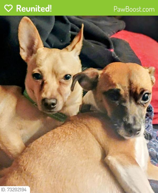 Reunited Female Dog last seen Austin Hwy and Corrinne, San Antonio, TX 78218