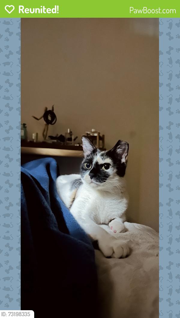 Reunited Female Cat last seen Kenneth & argyle, Chicago, IL 60630