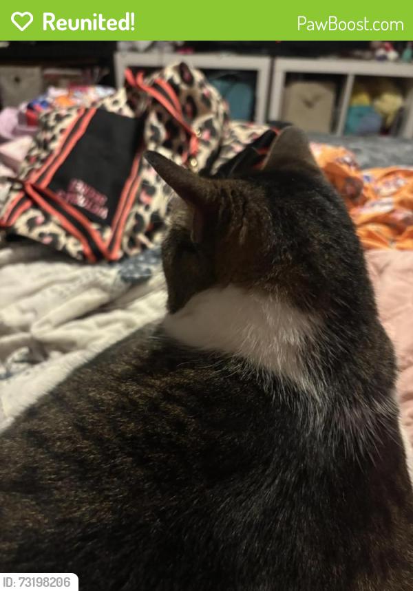 Reunited Female Cat last seen Near Bungalow Street, Maryville, TN 37801