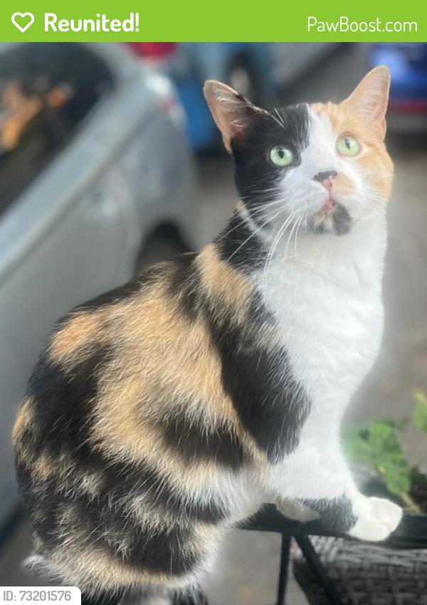 Reunited Female Cat last seen Apache Trail near Victoria Park & Finch, Toronto, ON M2H 2J1