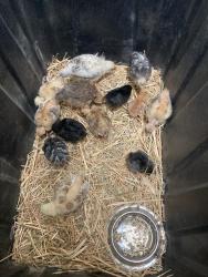 Shelter Stray Unknown Bird last seen Near BLOCK HERITAGE WAY, CALIENTE CA 93518, 3951 Fruitvale Ave, Bakersfield, CA 93308, USA
