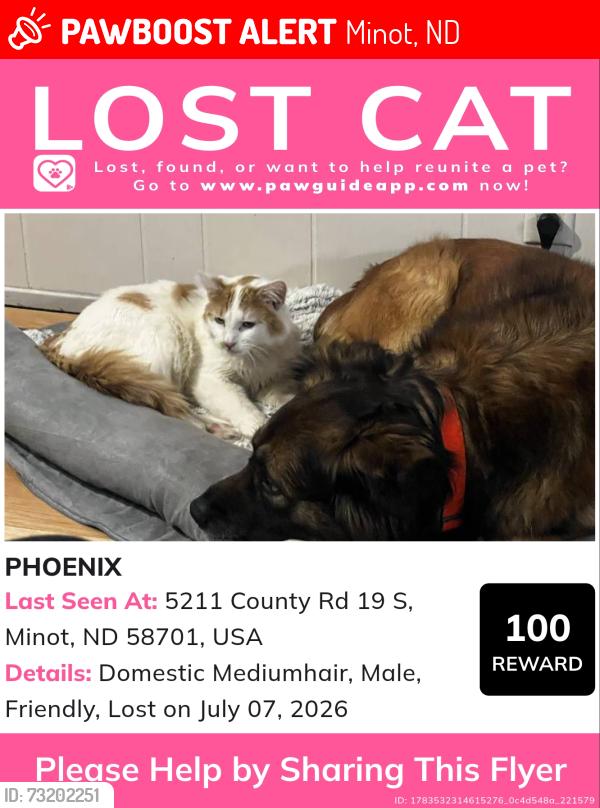 Lost Male Cat last seen 58th st se minot nd 58701, Minot, ND 58701