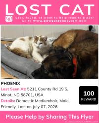 Lost Male Cat last seen 58th st se minot nd 58701, Minot, ND 58701
