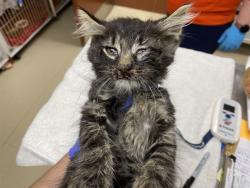 Shelter Stray Male Cat last seen Near BLOCK N 21ST ST, 3839 W Burnham St, West Milwaukee, WI 53215, USA