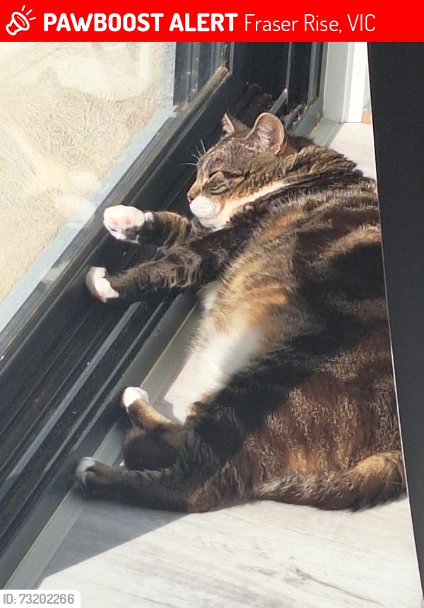 Lost Male Cat last seen Near Wildlife Circuit Fraser Rise, Fraser Rise, VIC 3336