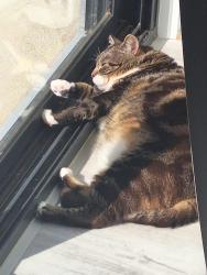 Lost Male Cat last seen Near Wildlife Circuit Fraser Rise, Fraser Rise, VIC 3336