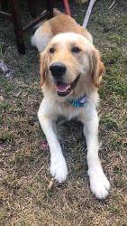 Reunited Male Dog last seen Near sw 26th st fort lauderdale fl 33315, Fort Lauderdale, FL 33315