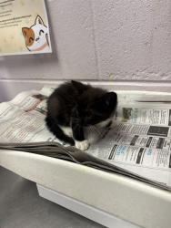 Shelter Stray Male Cat last seen BROWARD ST, 2020 Forest St, Jacksonville, FL 32204, USA