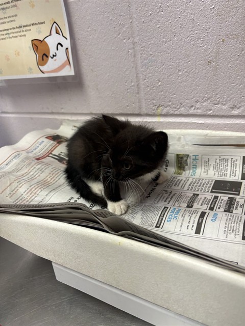 Shelter Stray Male Cat last seen BROWARD ST, 2020 Forest St, Jacksonville, FL 32204, USA