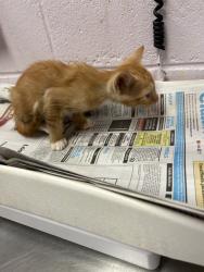 Shelter Stray Male Cat last seen BROWARD ST, 2020 Forest St, Jacksonville, FL 32204, USA