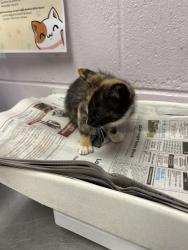 Shelter Stray Female Cat last seen BROWARD ST, 2020 Forest St, Jacksonville, FL 32204, USA
