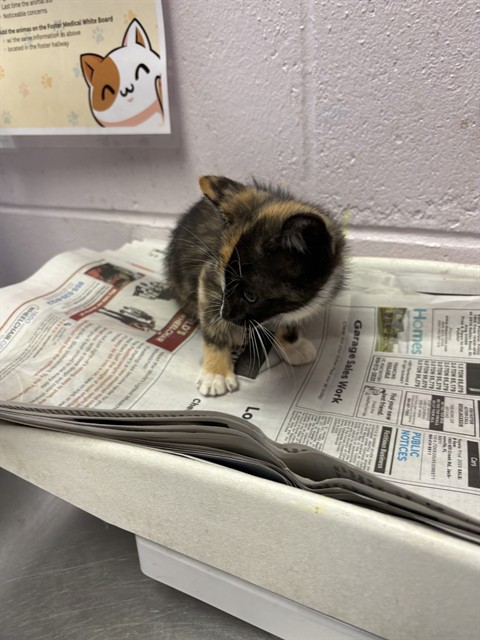 Shelter Stray Female Cat last seen BROWARD ST, 2020 Forest St, Jacksonville, FL 32204, USA