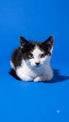 Shelter Stray Male Cat last seen I295, 2020 Forest St, Jacksonville, FL 32204, USA