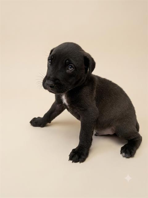 Shelter Stray Male Dog last seen ROBERT ST, 2020 Forest St, Jacksonville, FL 32204, USA