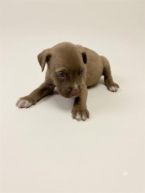 Shelter Stray Male Dog last seen ROBERT ST, 2020 Forest St, Jacksonville, FL 32204, USA