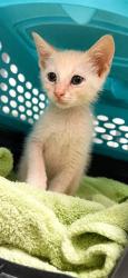 Shelter Stray Male Cat last seen FELL FROM TREE @ 3133 KERNAN LAKE CIRCLE, 2020 Forest St, Jacksonville, FL 32204, USA