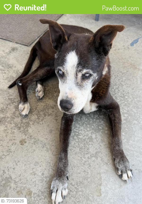 Reunited Male Dog last seen E Orangeburg Ave, Modesto, CA 95355