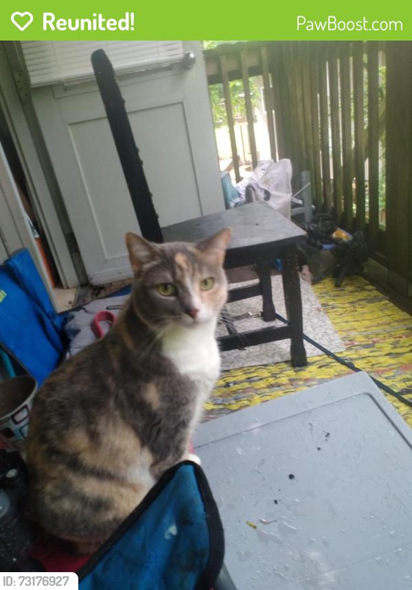Reunited Female Cat last seen Klondyke Ave. Montford Ave, Asheville, NC 28801