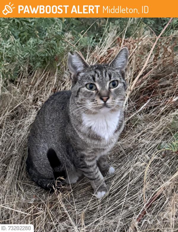 Found/Stray Female Cat last seen s middelton rd, Middleton, ID 83605