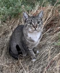 Found/Stray Female Cat last seen s middelton rd, Middleton, ID 83605