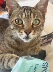 Lost Female Cat last seen Helliwells Drive, Perton, England 