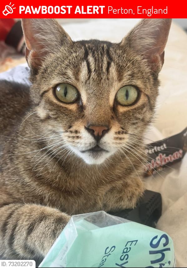 Lost Female Cat last seen Helliwells Drive, Perton, England 