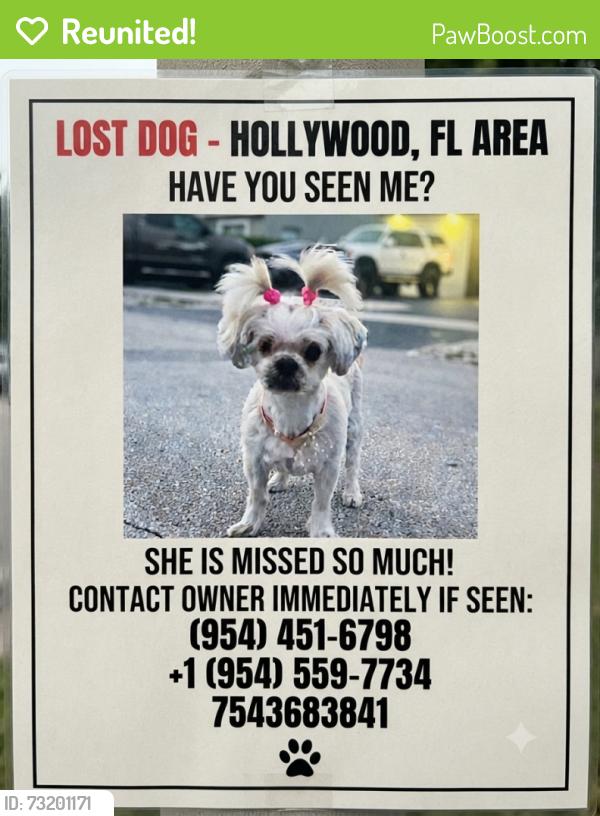 Reunited Female Dog last seen Near ave and Wiley street, Hollywood, FL 33020