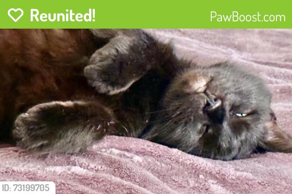 Reunited Female Cat last seen Crowder way and Tarleton, Foothill Farms, CA 95842