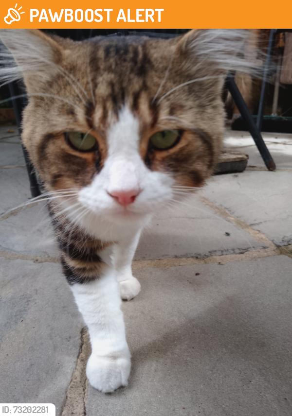 Found/Stray Male Cat last seen Nr junction with Empire Avenue N18, Greater London, England N18 1JL
