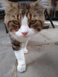 Found/Stray Male Cat last seen Nr junction with Empire Avenue N18, Greater London, England N18 1JL