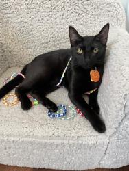 Lost Female Cat last seen dixson st ; scarlett place area, Bowdon, GA 30108