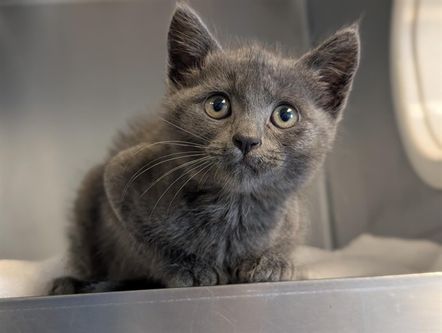 Shelter Stray Male Cat last seen , 600 Aviation Dr, Camarillo, CA 93010, USA